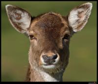 Bambi.jpg