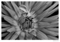 Dark_Flower.jpg
