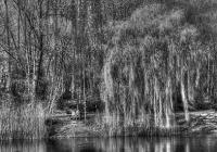 Das_Paar_am_See-crop.jpg