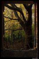 Der_Wald_hinterm_Fenster.jpg