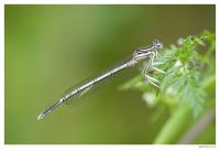 Dragonfly.jpg