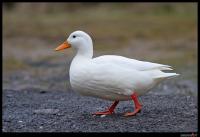 Ente_1.jpg