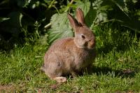 IMG_0226_small.jpg