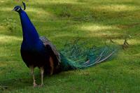 IMG_0248_small.jpg