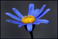 Makro---Colorkey.jpg