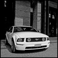 Mustang_-_4_Light_Grille_-_BW.jpg