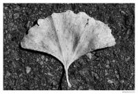 Nur_ein_Blatt.jpg