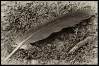 Old-Curved-Feather.jpg