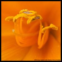 Orange-Crop.jpg
