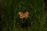 Schmetterling_2.jpg