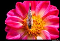 Schmetterling_auf_Bluete.jpg