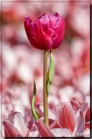 Tulpe.jpg