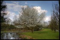 Weisse-Blueten-am-Baum.jpg