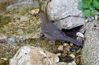 amsel2.jpg