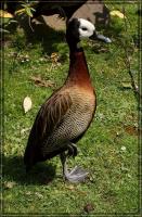 comp_Vogel_001.jpg