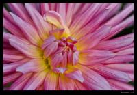 dark_flower_-_contrast.jpg