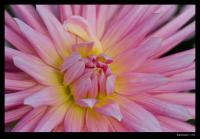 dark_flower_-_original.jpg