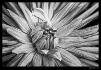 dark_flower_-_rauhes_bw.jpg