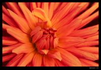 dark_flower_-_red.jpg