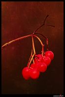 herbst_-_i.jpg