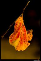 leuchtendes_blatt.jpg