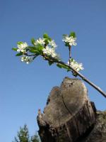 die_ersten_Kirschblüten.jpg