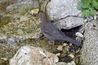 amsel.jpg