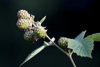 brombeeren.jpg
