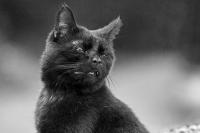 coolcat1.jpg