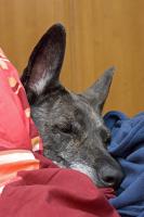 dog1.jpg