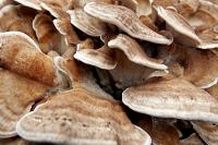 pilz_024.jpg