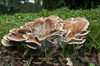 pilz_029.jpg