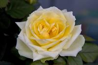 rose.jpg