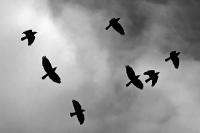 vögel.jpg