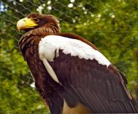 1-Adler.jpg