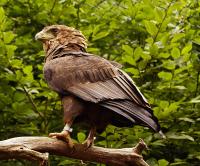 3-Adler.jpg