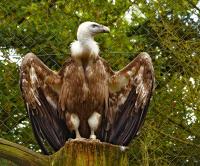 4-Adler.jpg