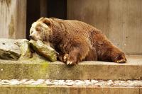 Bär.jpg