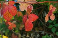 Herbst.jpg