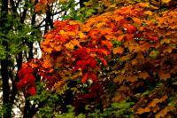 Herbst2.jpg