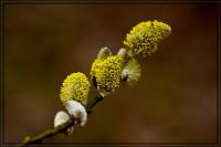 comp_20110314-IMG_60945.jpg