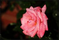 comp_IMG_71275.jpg