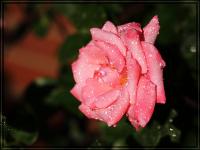 comp_IMG_71275~0.jpg