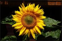 comp_IMG_73685.jpg