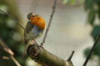 comp_vogel-11111158.jpg