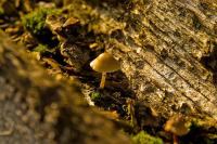 pilz1.jpg