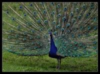 Dateiname=Pfau_mit_mehr_DAmpf.jpg
Dateigröße=283KB
Abmessungen: 653x485
hinzugefügt am: 12. Juni 2008 Pfau_mit_mehr_DAmpf.jpg