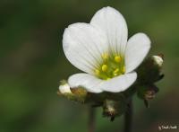 Blümchen2_galerie.jpg