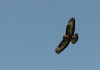 Bussard2.jpg