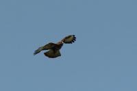 Dateiname=Bussard3.jpg
Dateigröße=172KB
Abmessungen: 1024x682
hinzugefügt am: 30. Mai 2008 Bussard3.jpg
